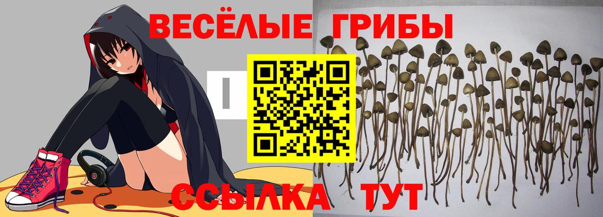 Сланцы  Псилоцибиновые грибы MAGIC MUSHROOMS  Вход с VPN  Псилоцибиновые грибы мухоморы 